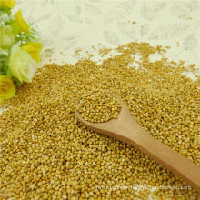 Machine Pick Yellow Millet In Husk 2012